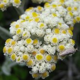 Helichrysum crispum